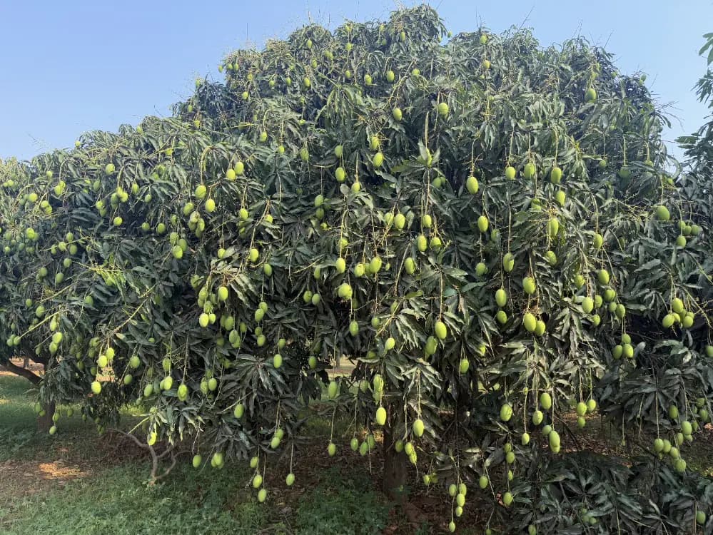 Parvatha Mango Farms